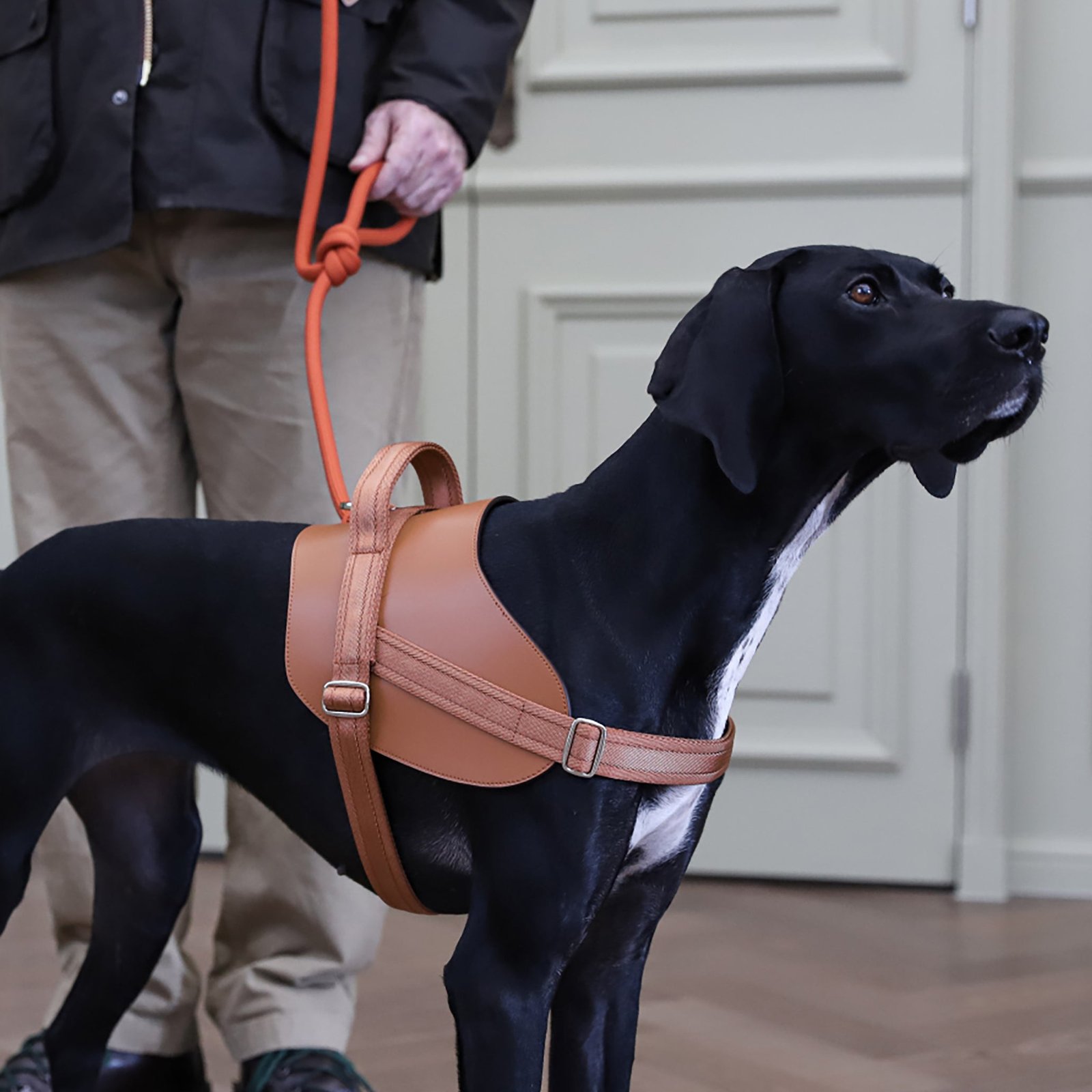 Saddle Harness Camel – Premium Adjustable Saddle Harness for Dogs | Glawn™ - Image 27