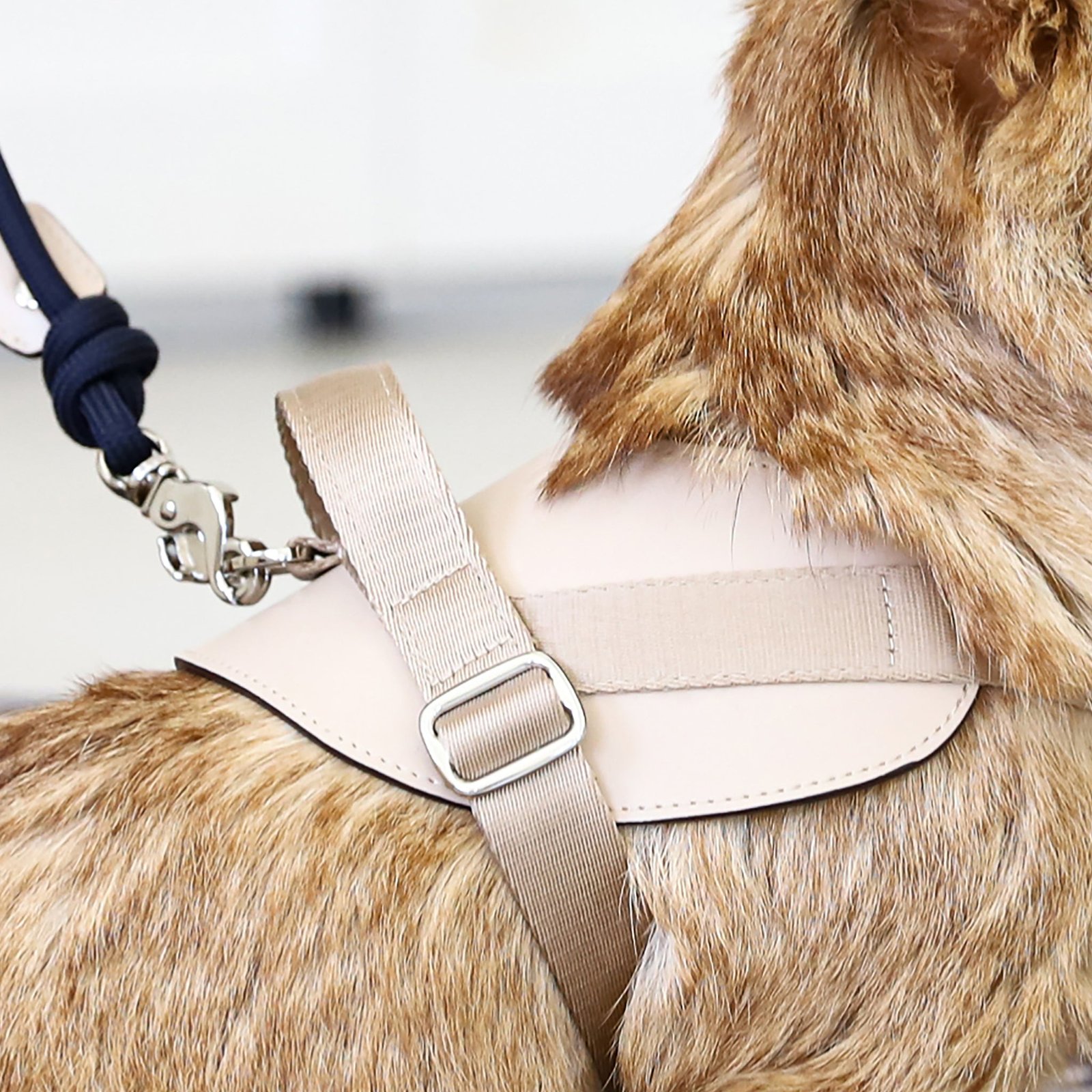 Saddle Harness Beige – Premium Adjustable Saddle Harness for Dogs | Glawn™ - Image 4
