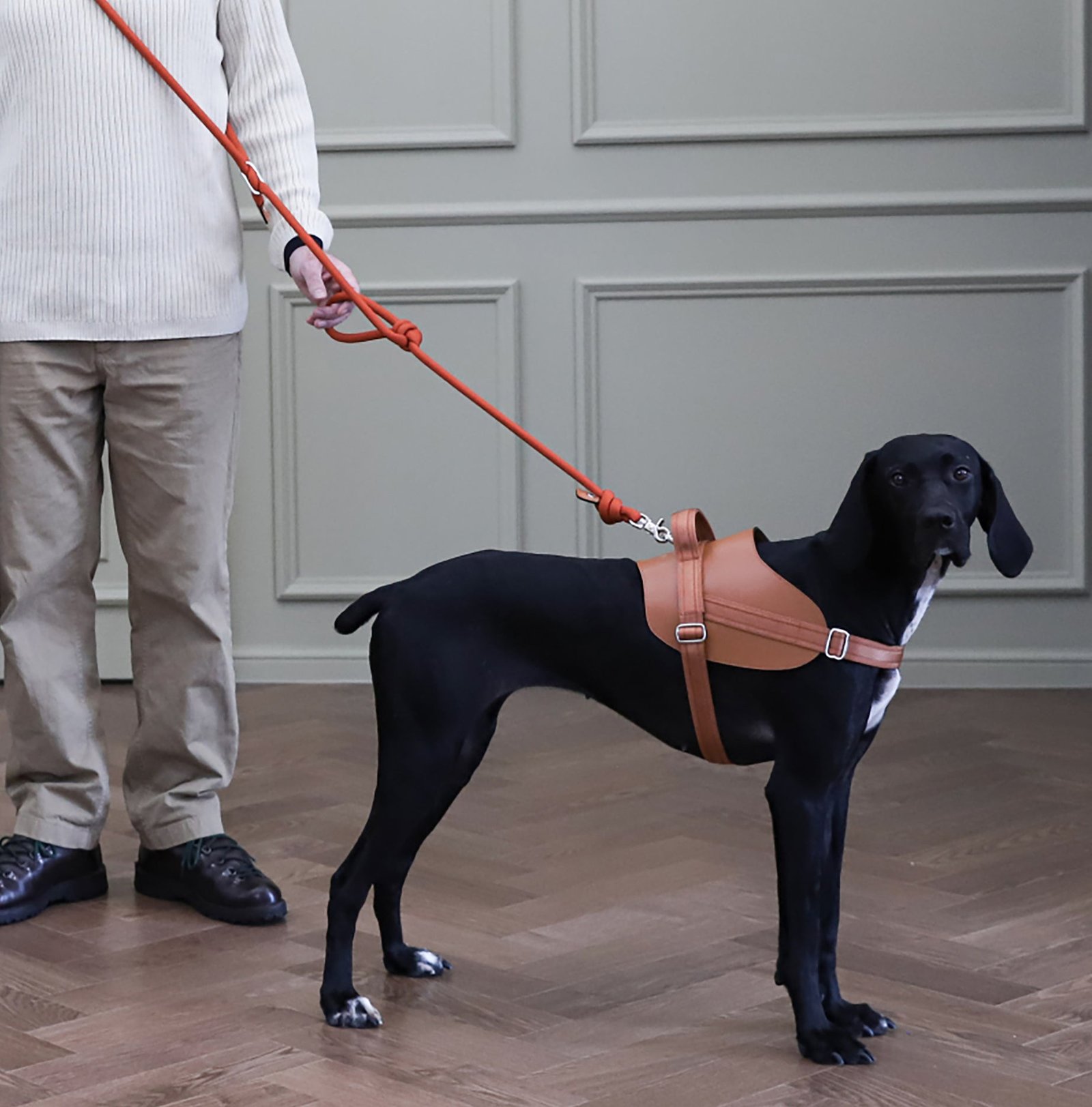 Saddle Harness Camel – Premium Adjustable Saddle Harness for Dogs | Glawn™ - Image 14